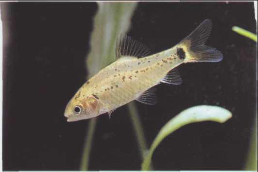 CAPOETA SEMIFASCIOLATUS
